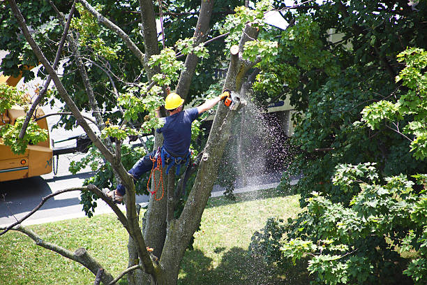 Professional Tree Services in Lebanon South, PA